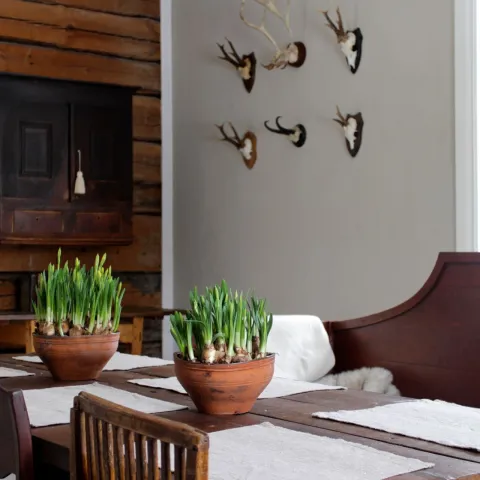 Värvitud sein söögitoas