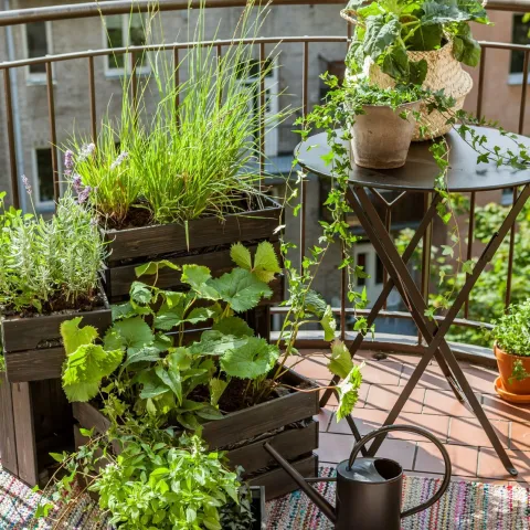 Patio Verso