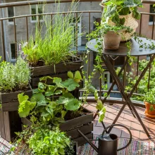 Patio Verso